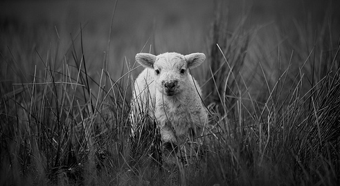 Lost Sheep